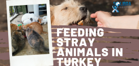 Solibra Logistics Share Update on Stray Animal Donations in Turkey