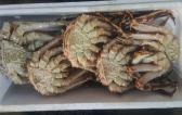 New World Shipping Handle King Crabs from Russia to China
