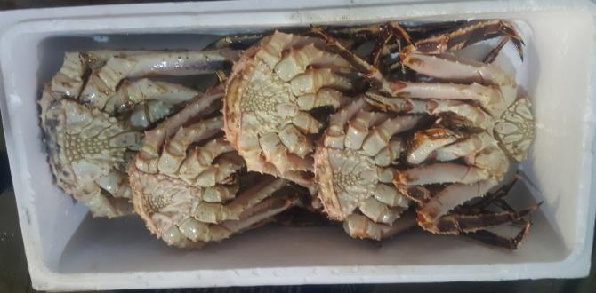 New World Shipping Handle King Crabs from Russia to China